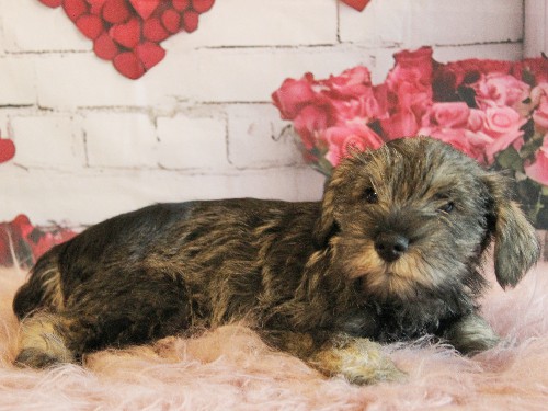 puppy, for, sale, Miniature Schnauzer, rueben  King, dog, breeder, Honey Brook, PA, dog-breeder, puppy-for-sale, forsale, nearby, find, puppyfind, locator, puppylocator, aca