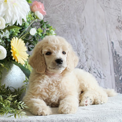puppy, for, sale, Standard Poodle, John  Stoltzfus, dog, breeder, Christiana, PA, dog-breeder, puppy-for-sale, forsale, nearby, find, puppyfind, locator, puppylocator, aca