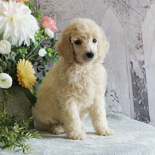 puppy, for, sale, Standard Poodle, John  Stoltzfus, dog, breeder, Christiana, PA, dog-breeder, puppy-for-sale, forsale, nearby, find, puppyfind, locator, puppylocator, aca