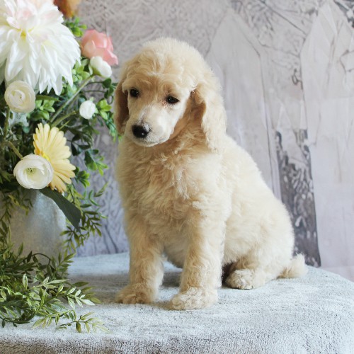 puppy, for, sale, Standard Poodle, John  Stoltzfus, dog, breeder, Christiana, PA, dog-breeder, puppy-for-sale, forsale, nearby, find, puppyfind, locator, puppylocator, aca