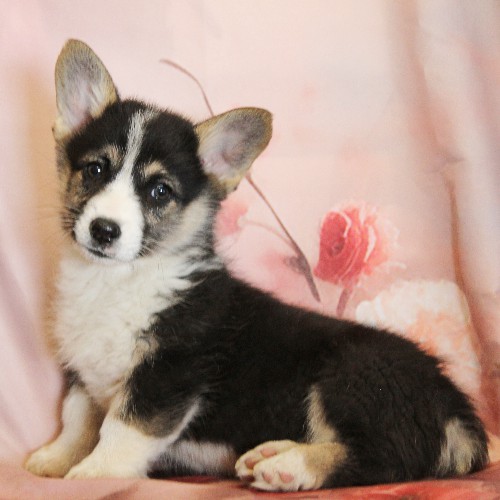 puppy, for, sale, Pembroke Welsh Corgi, Melvin  Fisher, dog, breeder, Coatesville, PA, dog-breeder, puppy-for-sale, forsale, nearby, find, puppyfind, locator, puppylocator, aca