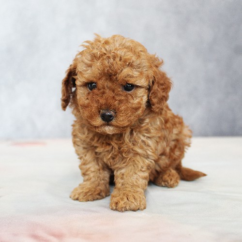 puppy, for, sale, Toy Poodle, Melvin  Fisher, dog, breeder, Coatesville, PA, dog-breeder, puppy-for-sale, forsale, nearby, find, puppyfind, locator, puppylocator, aca
