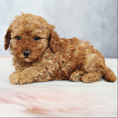 puppy, for, sale, Toy Poodle, Melvin  Fisher, dog, breeder, Coatesville, PA, dog-breeder, puppy-for-sale, forsale, nearby, find, puppyfind, locator, puppylocator, aca