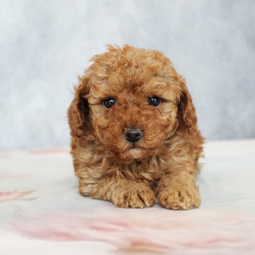 puppy, for, sale, Toy Poodle, Melvin  Fisher, dog, breeder, Coatesville, PA, dog-breeder, puppy-for-sale, forsale, nearby, find, puppyfind, locator, puppylocator, aca