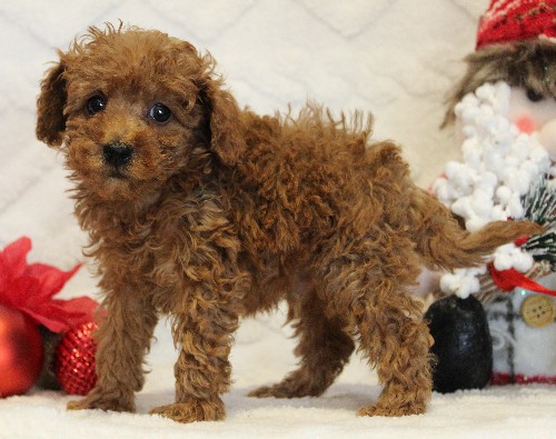 puppy, for, sale, Toy Poodle, Melvin  Fisher, dog, breeder, Coatesville, PA, dog-breeder, puppy-for-sale, forsale, nearby, find, puppyfind, locator, puppylocator, aca