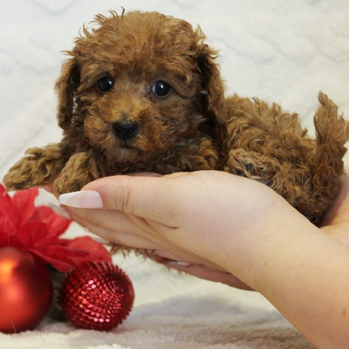 puppy, for, sale, Toy Poodle, Melvin  Fisher, dog, breeder, Coatesville, PA, dog-breeder, puppy-for-sale, forsale, nearby, find, puppyfind, locator, puppylocator, aca
