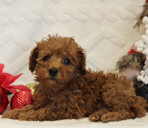 puppy, for, sale, Toy Poodle, Melvin  Fisher, dog, breeder, Coatesville, PA, dog-breeder, puppy-for-sale, forsale, nearby, find, puppyfind, locator, puppylocator, aca