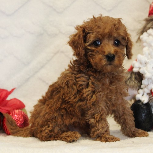 puppy, for, sale, Toy Poodle, Melvin  Fisher, dog, breeder, Coatesville, PA, dog-breeder, puppy-for-sale, forsale, nearby, find, puppyfind, locator, puppylocator, aca