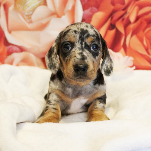 puppy, for, sale, Dachshund, Melvin  King, dog, breeder, Honey Brook, PA, dog-breeder, puppy-for-sale, forsale, nearby, find, puppyfind, locator, puppylocator, aca