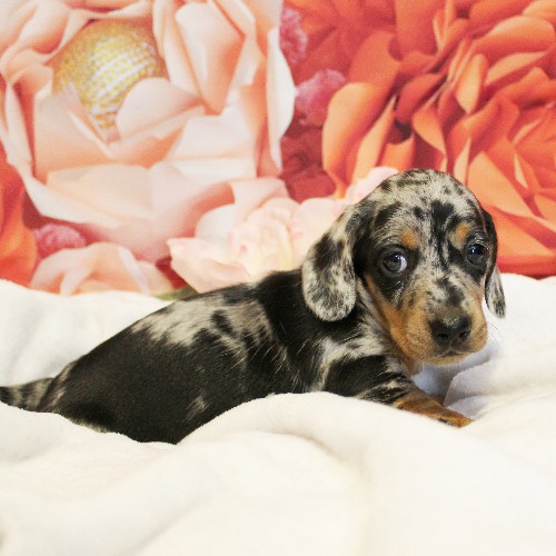 puppy, for, sale, Dachshund, Melvin  King, dog, breeder, Honey Brook, PA, dog-breeder, puppy-for-sale, forsale, nearby, find, puppyfind, locator, puppylocator, aca