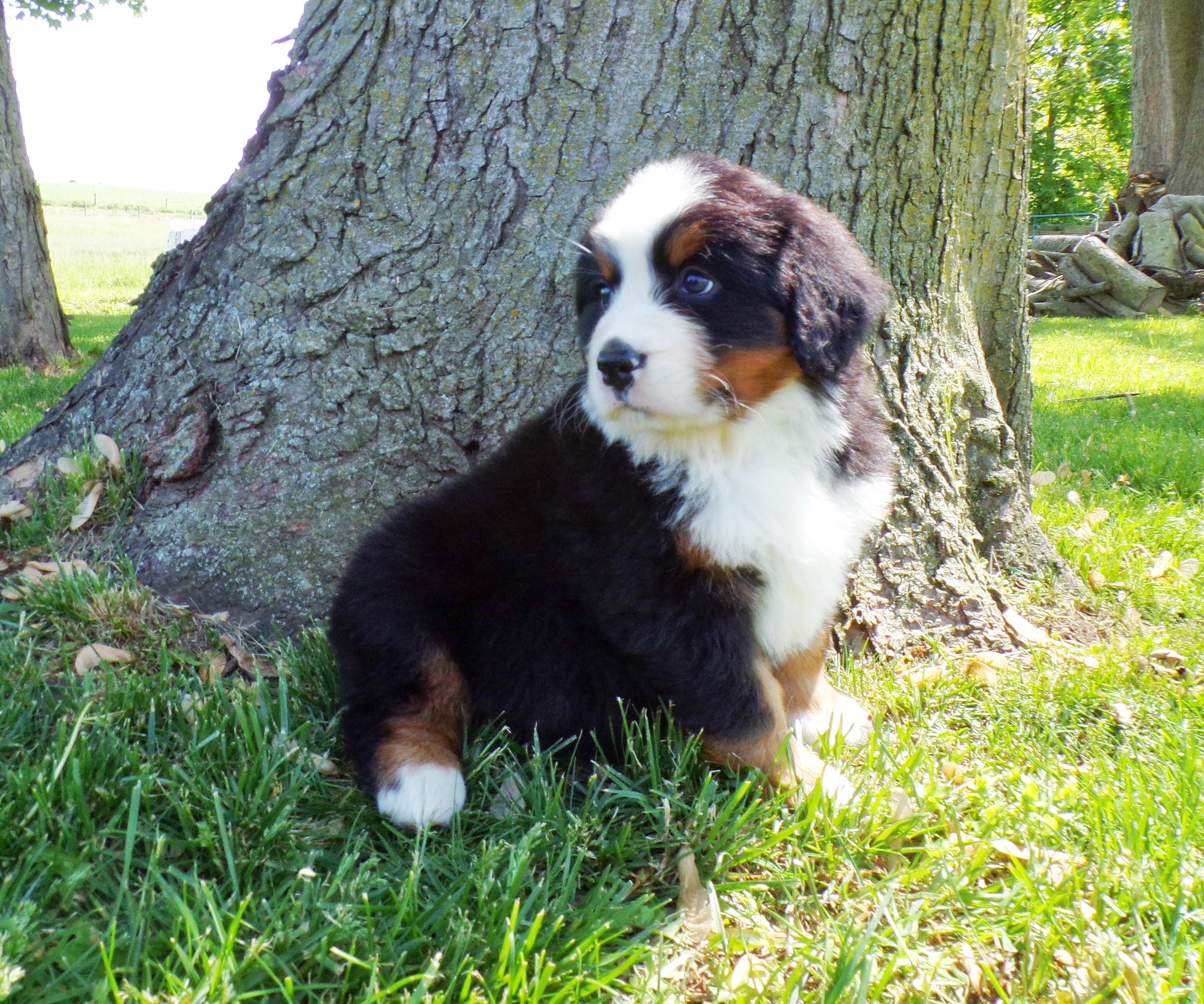 puppy, for, sale, Bernese Mountain Dog, Emanuel  Glick, dog, breeder, Bird-In-Hand, PA, dog-breeder, puppy-for-sale, forsale, nearby, find, puppyfind, locator, puppylocator, aca