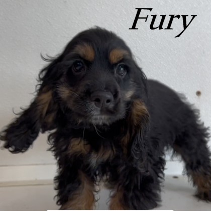 puppy, for, sale, Cockilear, Joe & Cherri  Overlease, dog, breeder, Miller, MO, dog-breeder, puppy-for-sale, forsale, nearby, find, puppyfind, locator, puppylocator, aca