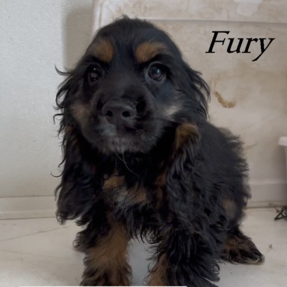 puppy, for, sale, Cockilear, Joe & Cherri  Overlease, dog, breeder, Miller, MO, dog-breeder, puppy-for-sale, forsale, nearby, find, puppyfind, locator, puppylocator, aca