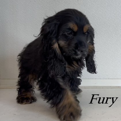 puppy, for, sale, Cockilear, Joe & Cherri  Overlease, dog, breeder, Miller, MO, dog-breeder, puppy-for-sale, forsale, nearby, find, puppyfind, locator, puppylocator, aca