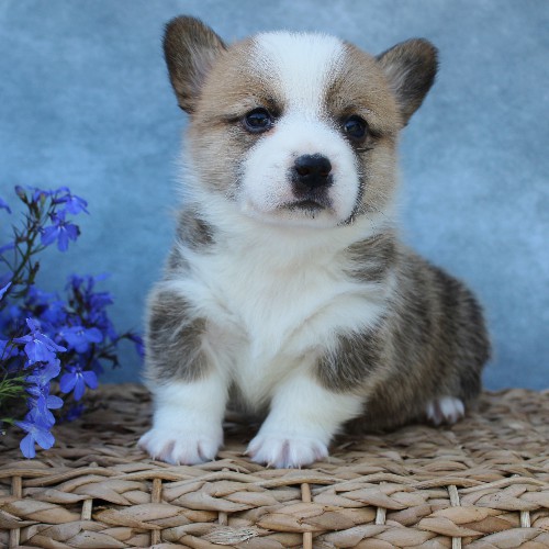 puppy, for, sale, Pembroke Welsh Corgi, Melvin  Fisher, dog, breeder, Coatesville, PA, dog-breeder, puppy-for-sale, forsale, nearby, find, puppyfind, locator, puppylocator, aca
