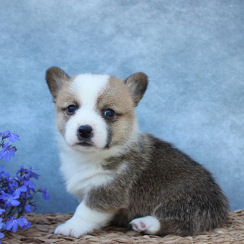 puppy, for, sale, Pembroke Welsh Corgi, Melvin  Fisher, dog, breeder, Coatesville, PA, dog-breeder, puppy-for-sale, forsale, nearby, find, puppyfind, locator, puppylocator, aca