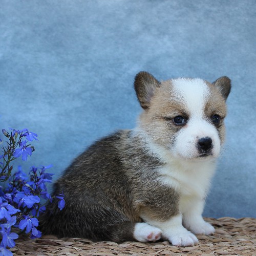 puppy, for, sale, Pembroke Welsh Corgi, Melvin  Fisher, dog, breeder, Coatesville, PA, dog-breeder, puppy-for-sale, forsale, nearby, find, puppyfind, locator, puppylocator, aca