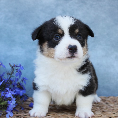 puppy, for, sale, Pembroke Welsh Corgi, Melvin  Fisher, dog, breeder, Coatesville, PA, dog-breeder, puppy-for-sale, forsale, nearby, find, puppyfind, locator, puppylocator, aca