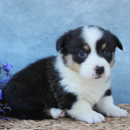 puppy, for, sale, Pembroke Welsh Corgi, Melvin  Fisher, dog, breeder, Coatesville, PA, dog-breeder, puppy-for-sale, forsale, nearby, find, puppyfind, locator, puppylocator, aca