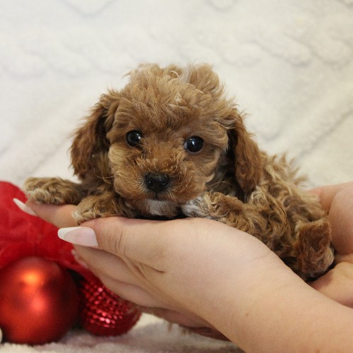 puppy, for, sale, Toy Poodle, Melvin  Fisher, dog, breeder, Coatesville, PA, dog-breeder, puppy-for-sale, forsale, nearby, find, puppyfind, locator, puppylocator, aca
