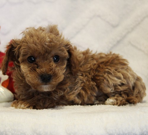 puppy, for, sale, Toy Poodle, Melvin  Fisher, dog, breeder, Coatesville, PA, dog-breeder, puppy-for-sale, forsale, nearby, find, puppyfind, locator, puppylocator, aca