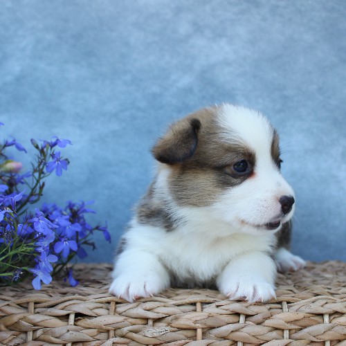 puppy, for, sale, Pembroke Welsh Corgi, Melvin  Fisher, dog, breeder, Coatesville, PA, dog-breeder, puppy-for-sale, forsale, nearby, find, puppyfind, locator, puppylocator, aca