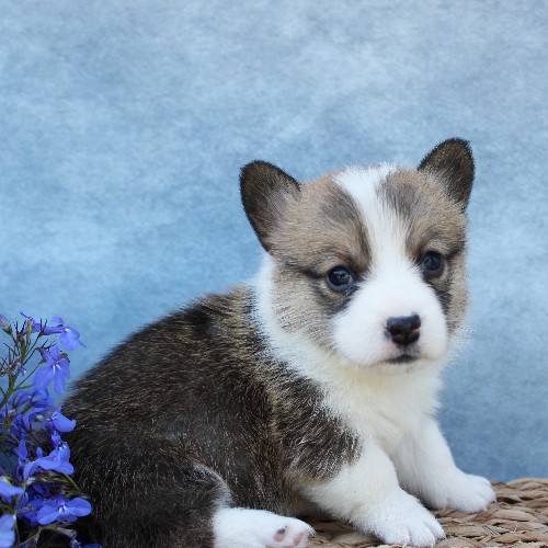 puppy, for, sale, Pembroke Welsh Corgi, Melvin  Fisher, dog, breeder, Coatesville, PA, dog-breeder, puppy-for-sale, forsale, nearby, find, puppyfind, locator, puppylocator, aca