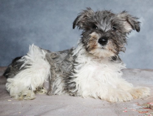 puppy, for, sale, Miniature Schnauzer, rueben  King, dog, breeder, Honey Brook, PA, dog-breeder, puppy-for-sale, forsale, nearby, find, puppyfind, locator, puppylocator, aca