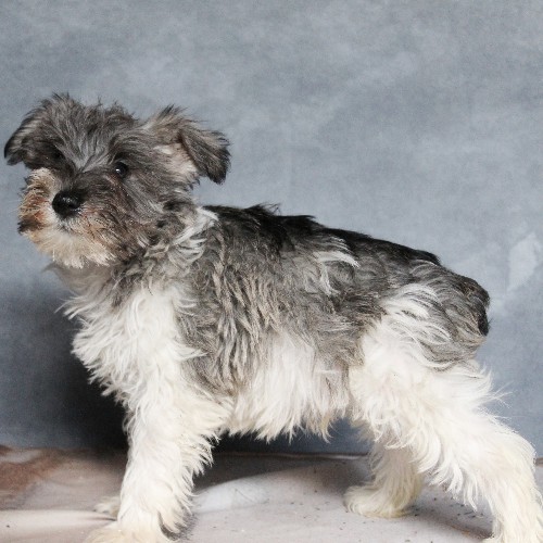 puppy, for, sale, Miniature Schnauzer, rueben  King, dog, breeder, Honey Brook, PA, dog-breeder, puppy-for-sale, forsale, nearby, find, puppyfind, locator, puppylocator, aca