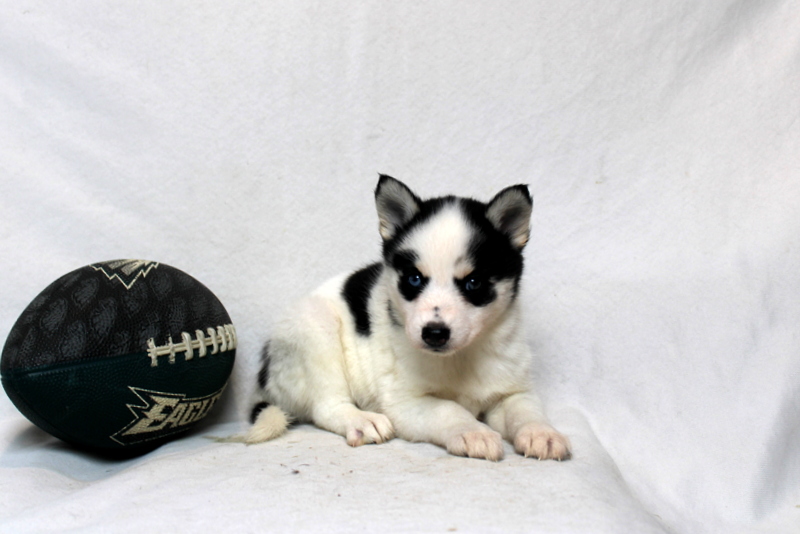 puppy, for, sale, Pomsky, Matthew B. Stoltzfus, dog, breeder, Gap, PA, dog-breeder, puppy-for-sale, forsale, nearby, find, puppyfind, locator, puppylocator, aca