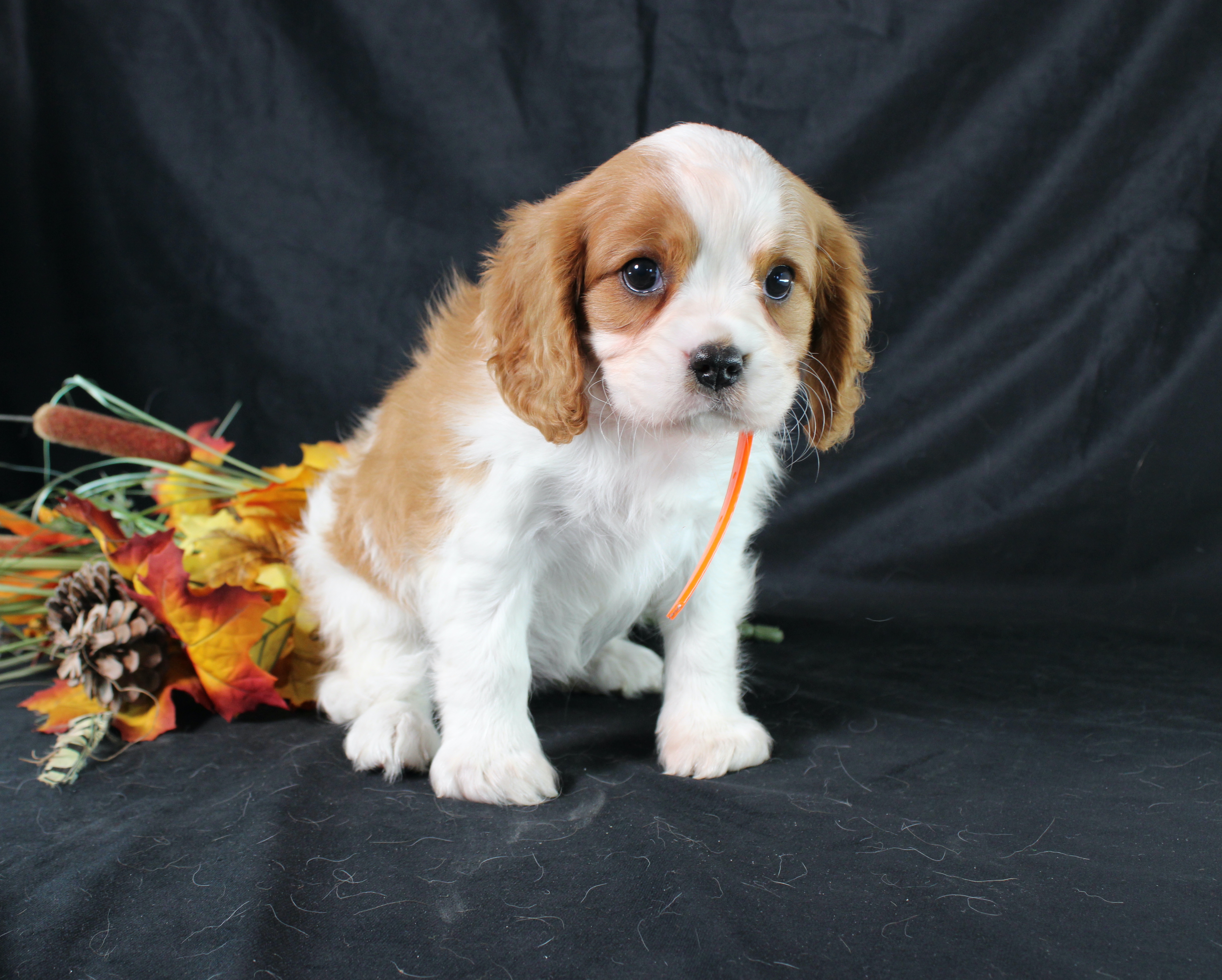 puppy, for, sale, Cavalier King Charles Spaniel, Ivan J. Stoltzfus, dog, breeder, Dornsife, PA, dog-breeder, puppy-for-sale, forsale, nearby, find, puppyfind, locator, puppylocator, aca