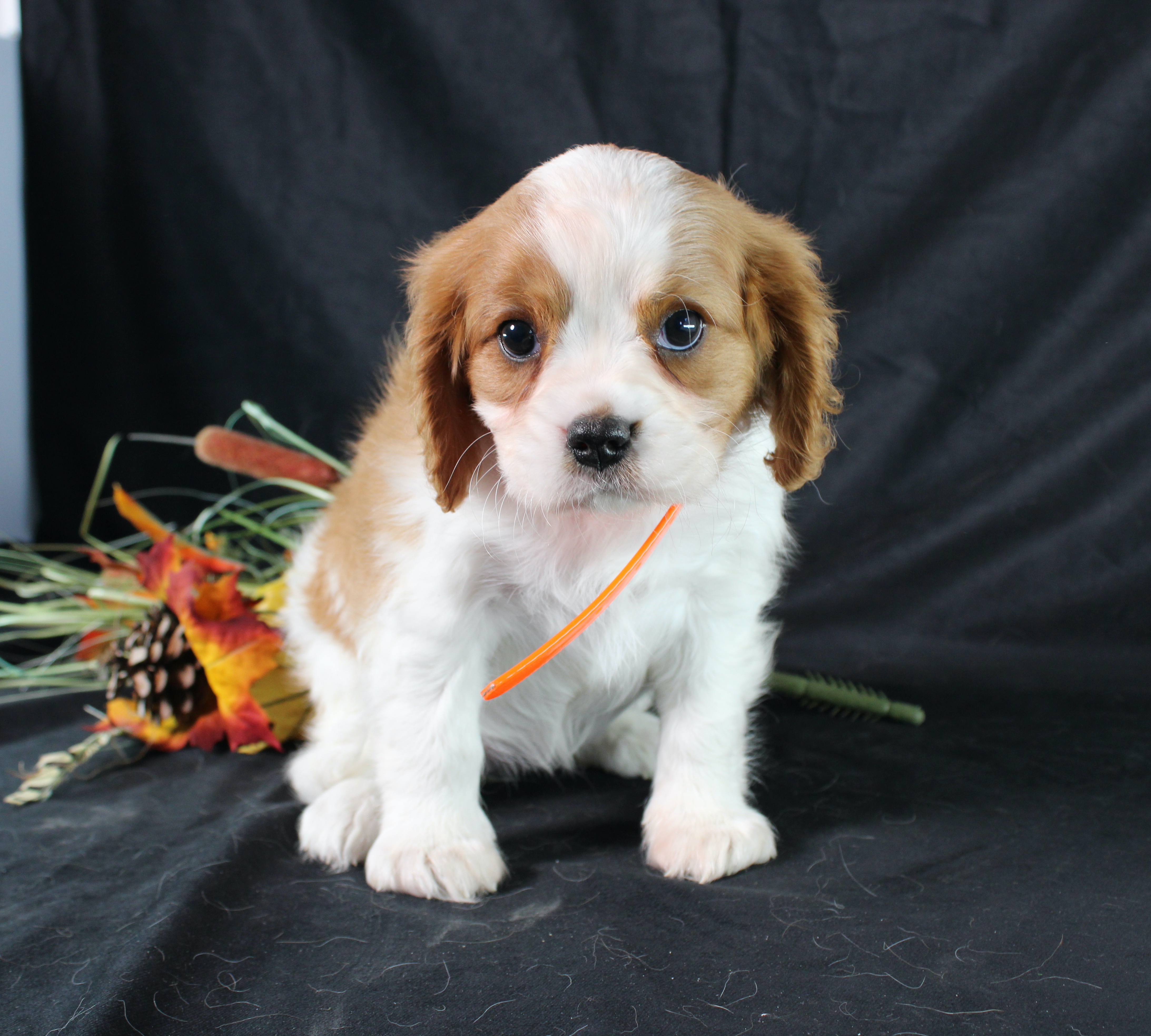 puppy, for, sale, Cavalier King Charles Spaniel, Ivan J. Stoltzfus, dog, breeder, Dornsife, PA, dog-breeder, puppy-for-sale, forsale, nearby, find, puppyfind, locator, puppylocator, aca