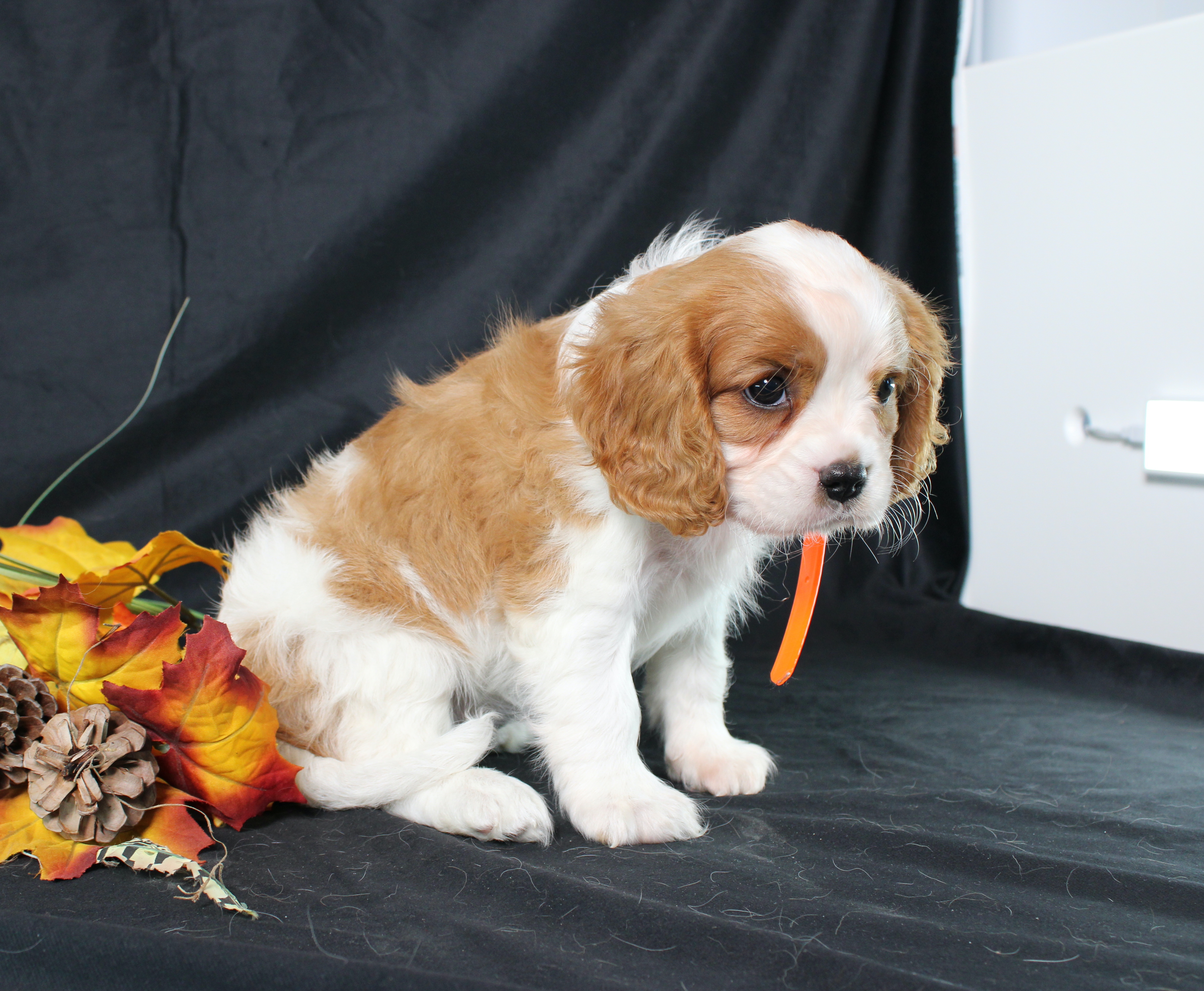 puppy, for, sale, Cavalier King Charles Spaniel, Ivan J. Stoltzfus, dog, breeder, Dornsife, PA, dog-breeder, puppy-for-sale, forsale, nearby, find, puppyfind, locator, puppylocator, aca