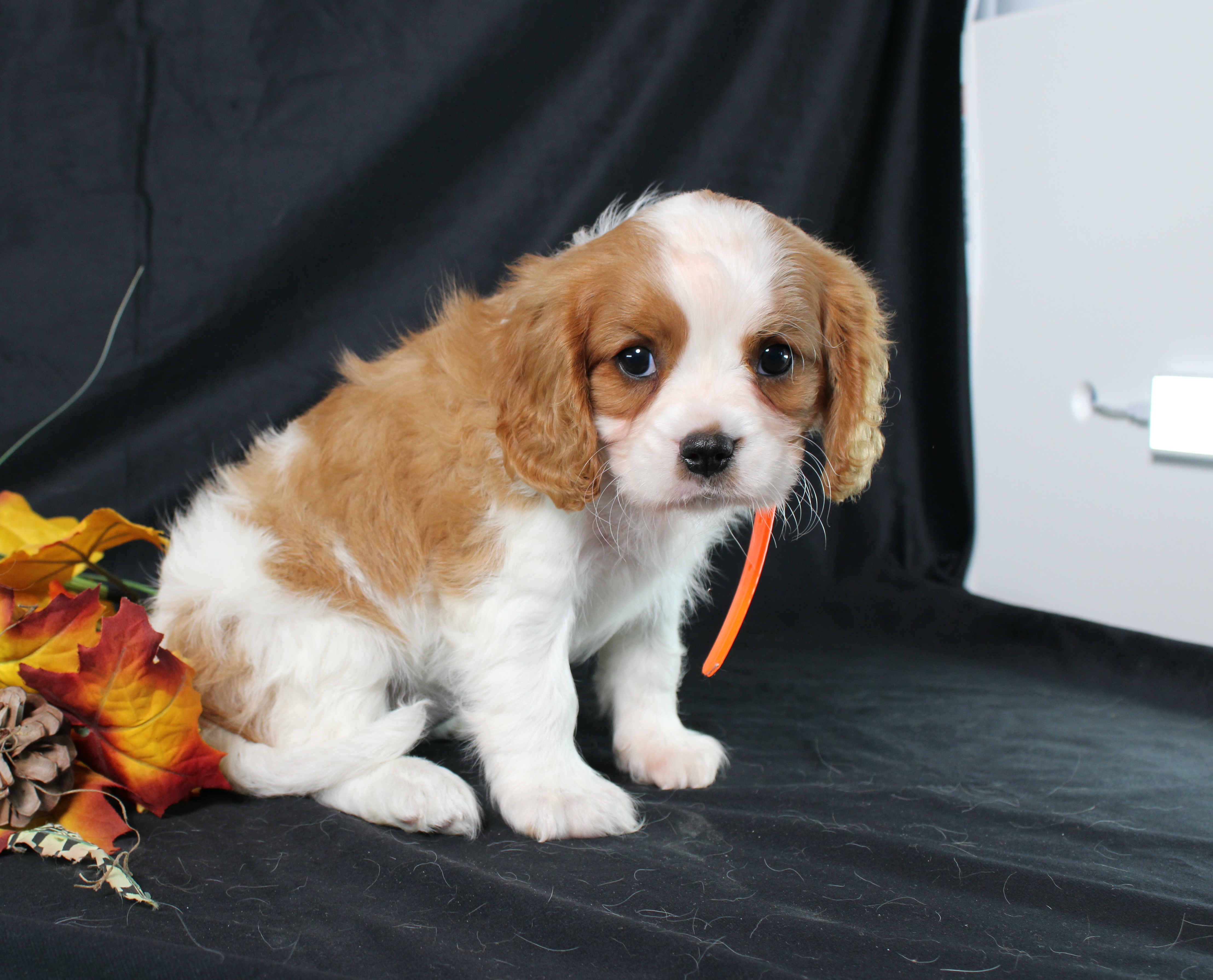 puppy, for, sale, Cavalier King Charles Spaniel, Ivan J. Stoltzfus, dog, breeder, Dornsife, PA, dog-breeder, puppy-for-sale, forsale, nearby, find, puppyfind, locator, puppylocator, aca