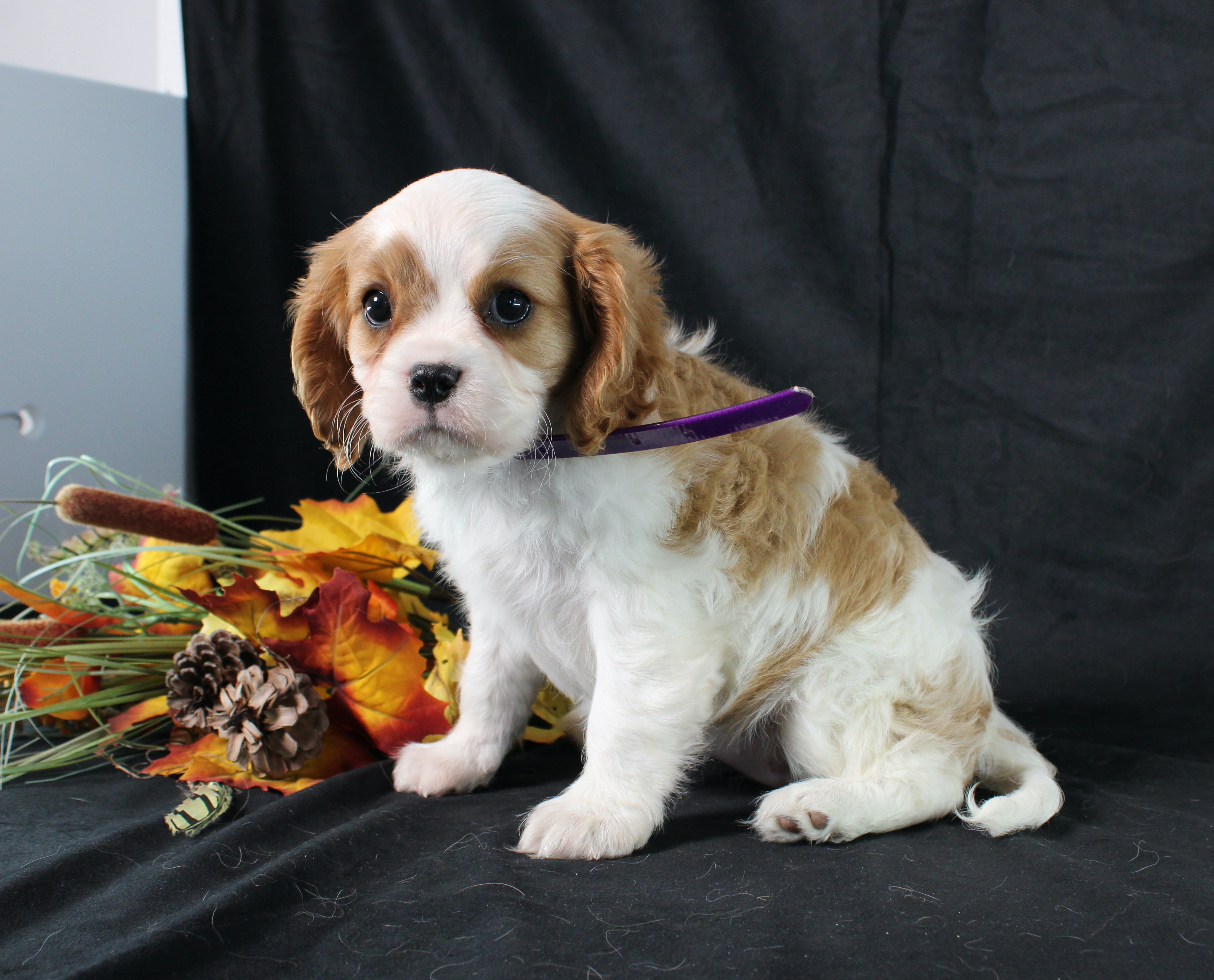 puppy, for, sale, Cavalier King Charles Spaniel, Ivan J. Stoltzfus, dog, breeder, Dornsife, PA, dog-breeder, puppy-for-sale, forsale, nearby, find, puppyfind, locator, puppylocator, aca