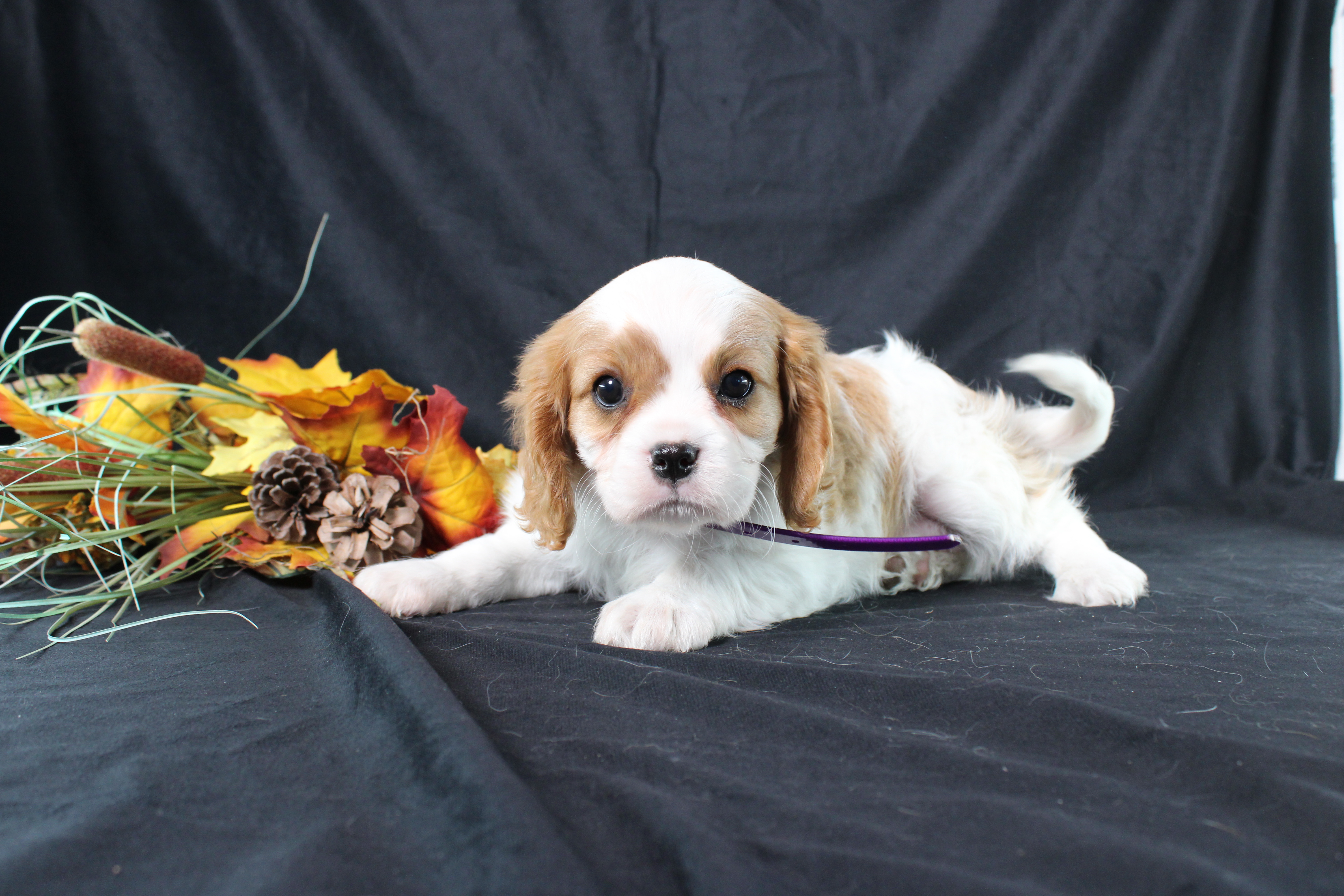 puppy, for, sale, Cavalier King Charles Spaniel, Ivan J. Stoltzfus, dog, breeder, Dornsife, PA, dog-breeder, puppy-for-sale, forsale, nearby, find, puppyfind, locator, puppylocator, aca