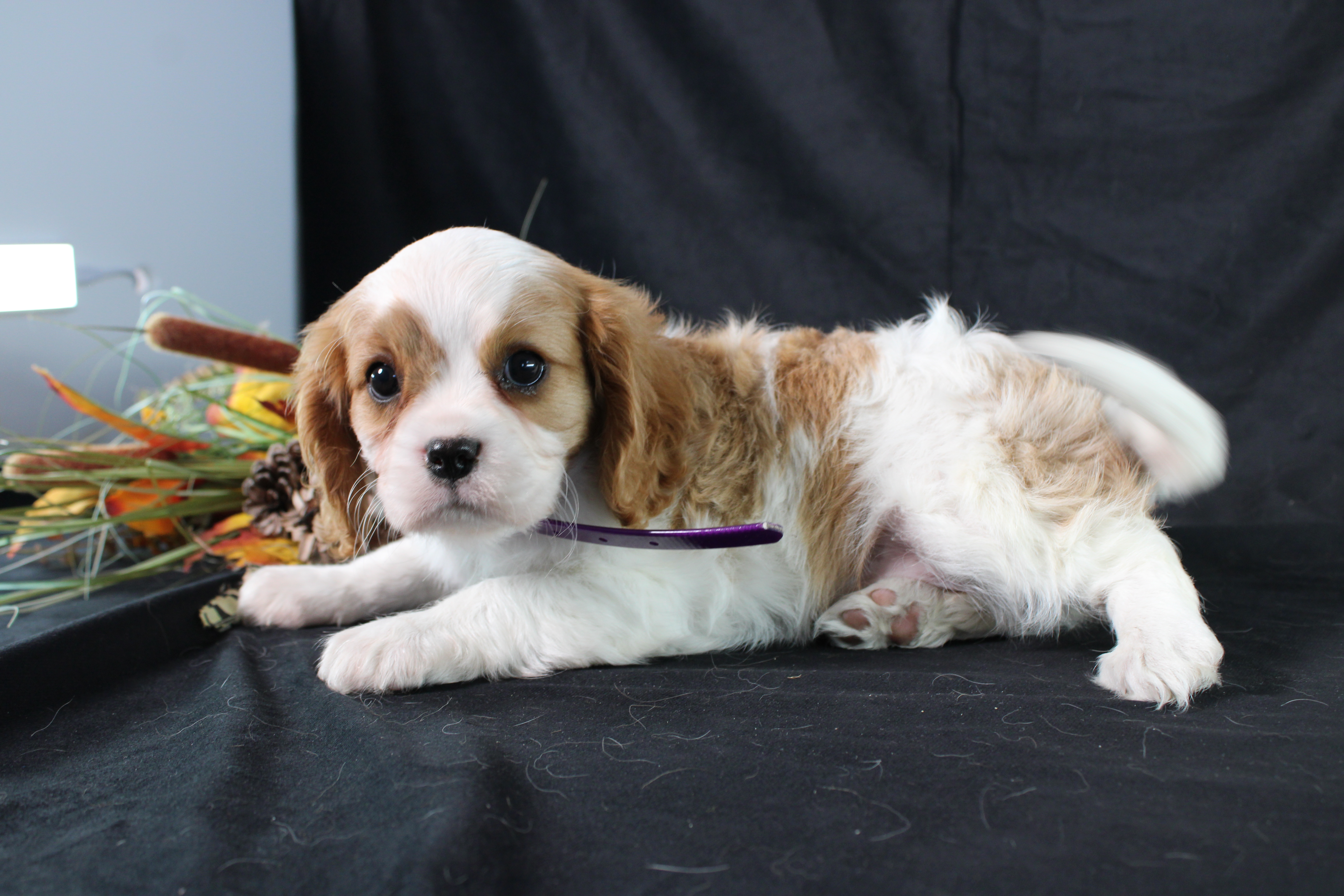 puppy, for, sale, Cavalier King Charles Spaniel, Ivan J. Stoltzfus, dog, breeder, Dornsife, PA, dog-breeder, puppy-for-sale, forsale, nearby, find, puppyfind, locator, puppylocator, aca