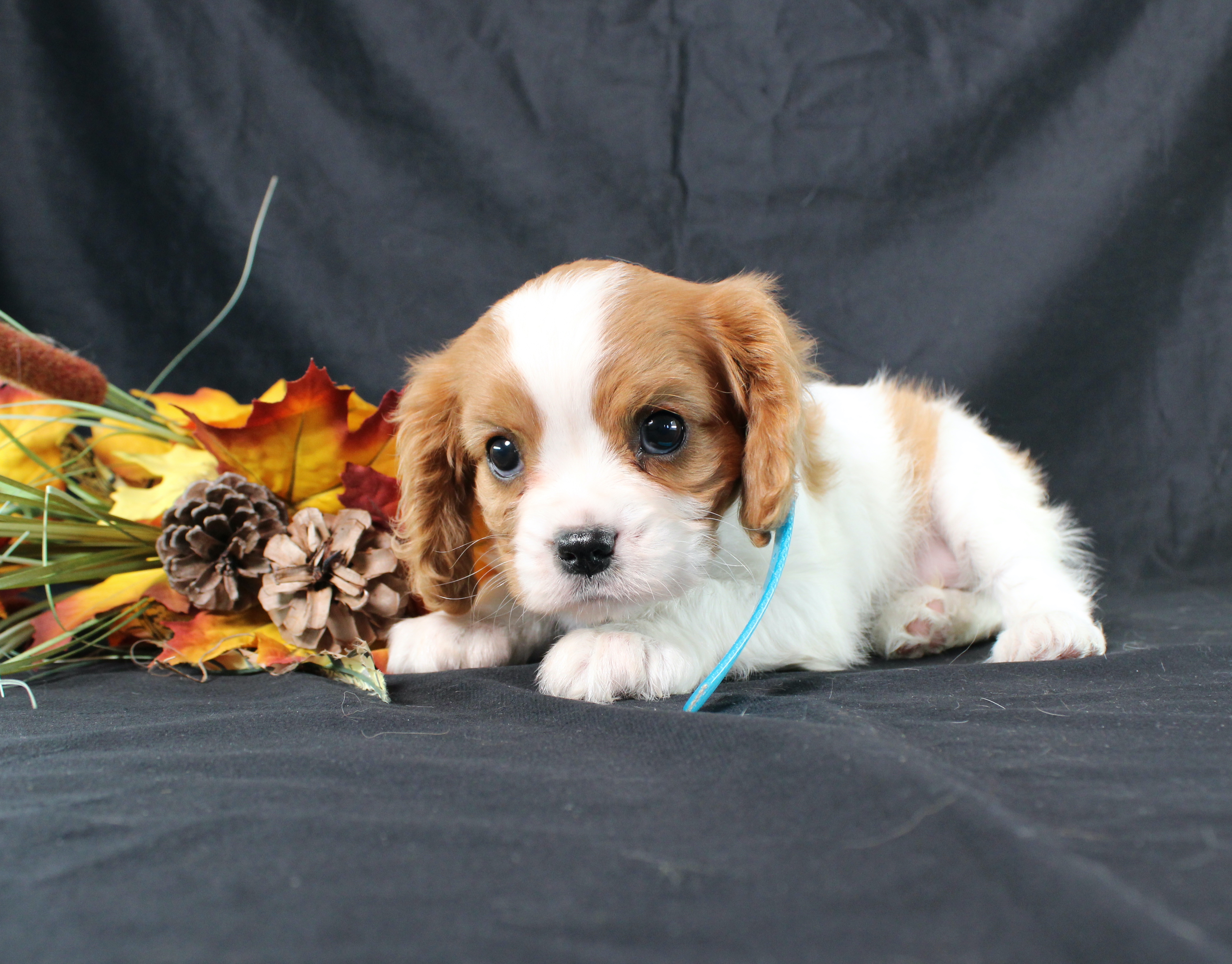 puppy, for, sale, Cavalier King Charles Spaniel, Ivan J. Stoltzfus, dog, breeder, Dornsife, PA, dog-breeder, puppy-for-sale, forsale, nearby, find, puppyfind, locator, puppylocator, aca
