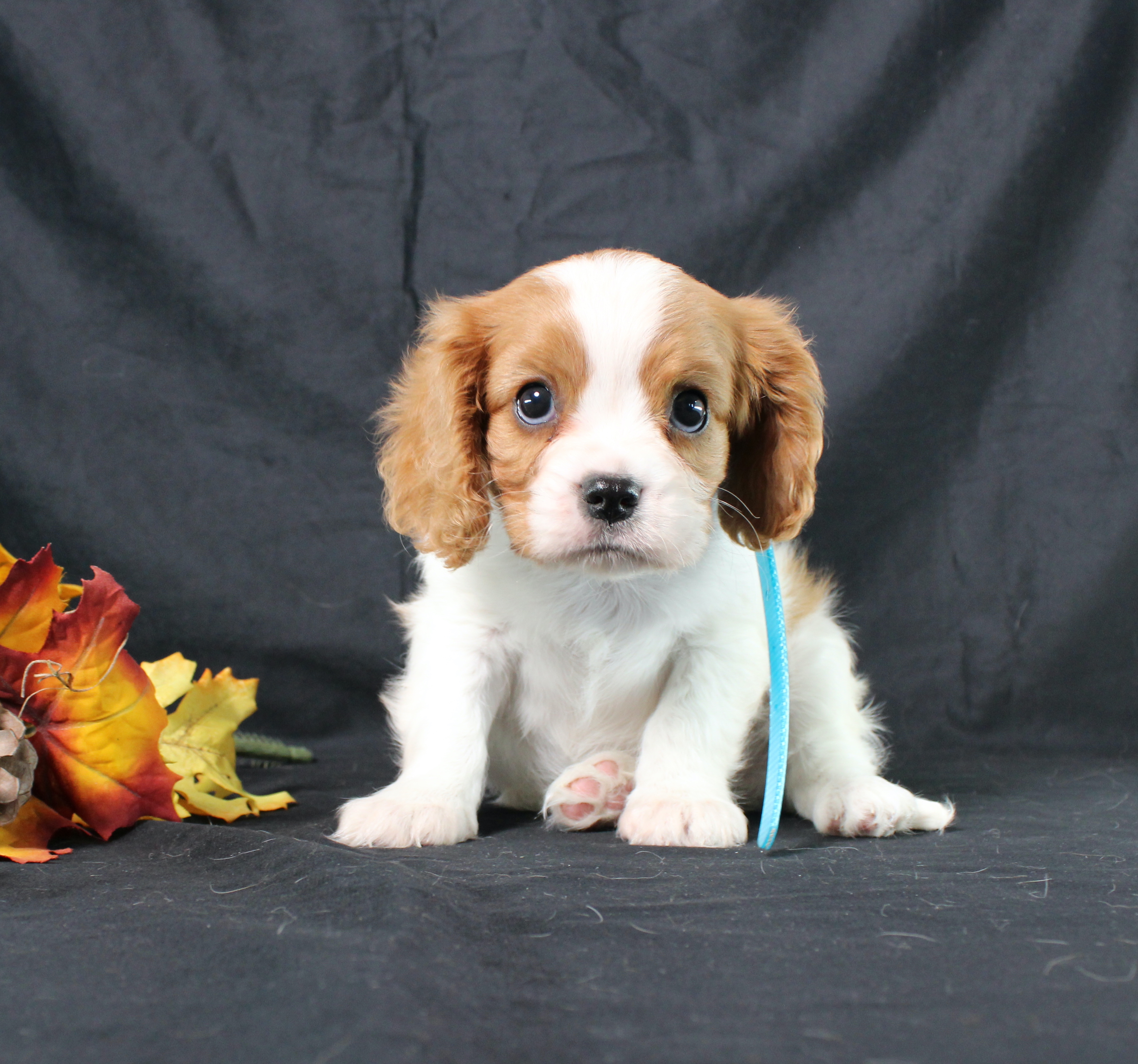 puppy, for, sale, Cavalier King Charles Spaniel, Ivan J. Stoltzfus, dog, breeder, Dornsife, PA, dog-breeder, puppy-for-sale, forsale, nearby, find, puppyfind, locator, puppylocator, aca