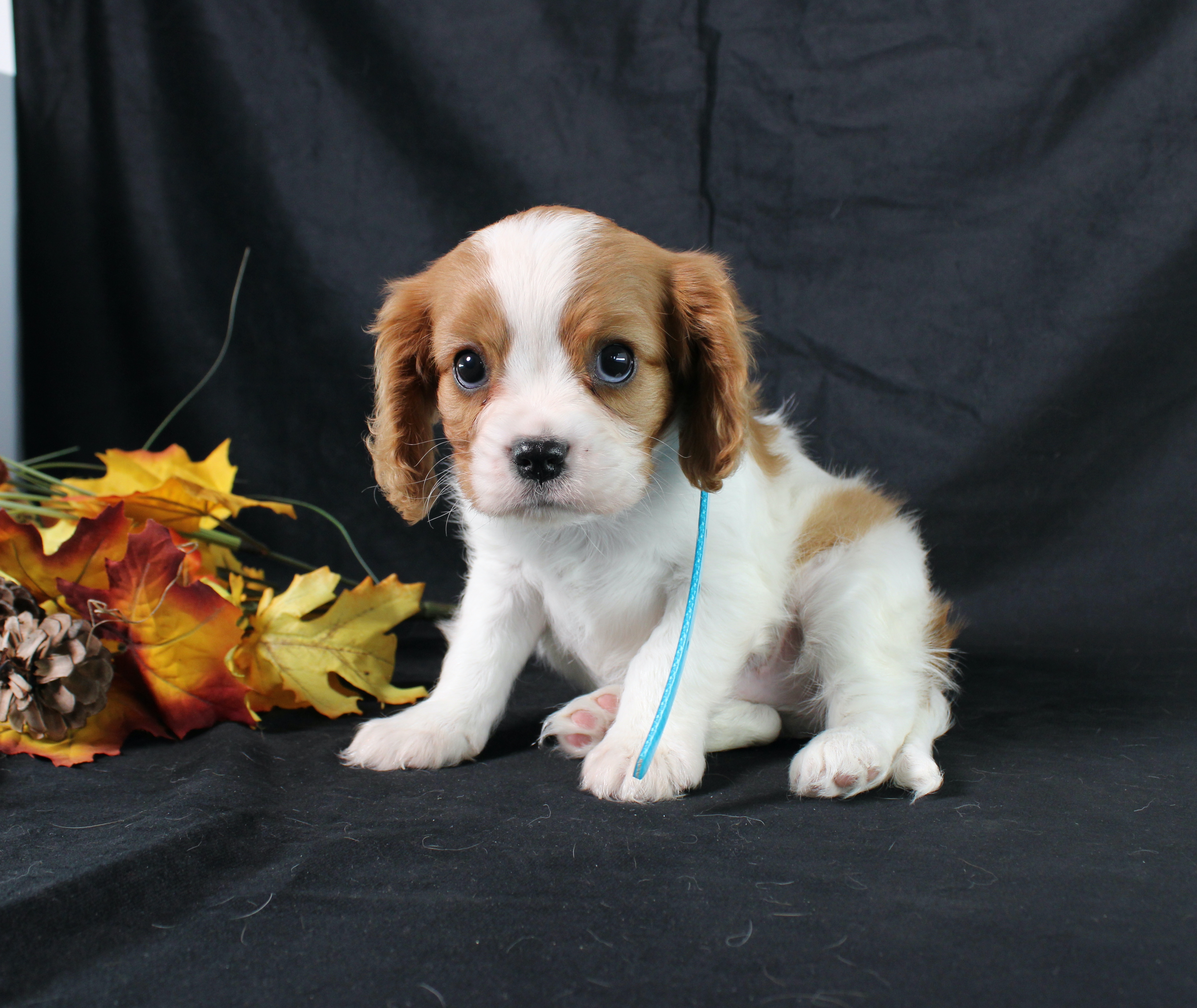 puppy, for, sale, Cavalier King Charles Spaniel, Ivan J. Stoltzfus, dog, breeder, Dornsife, PA, dog-breeder, puppy-for-sale, forsale, nearby, find, puppyfind, locator, puppylocator, aca