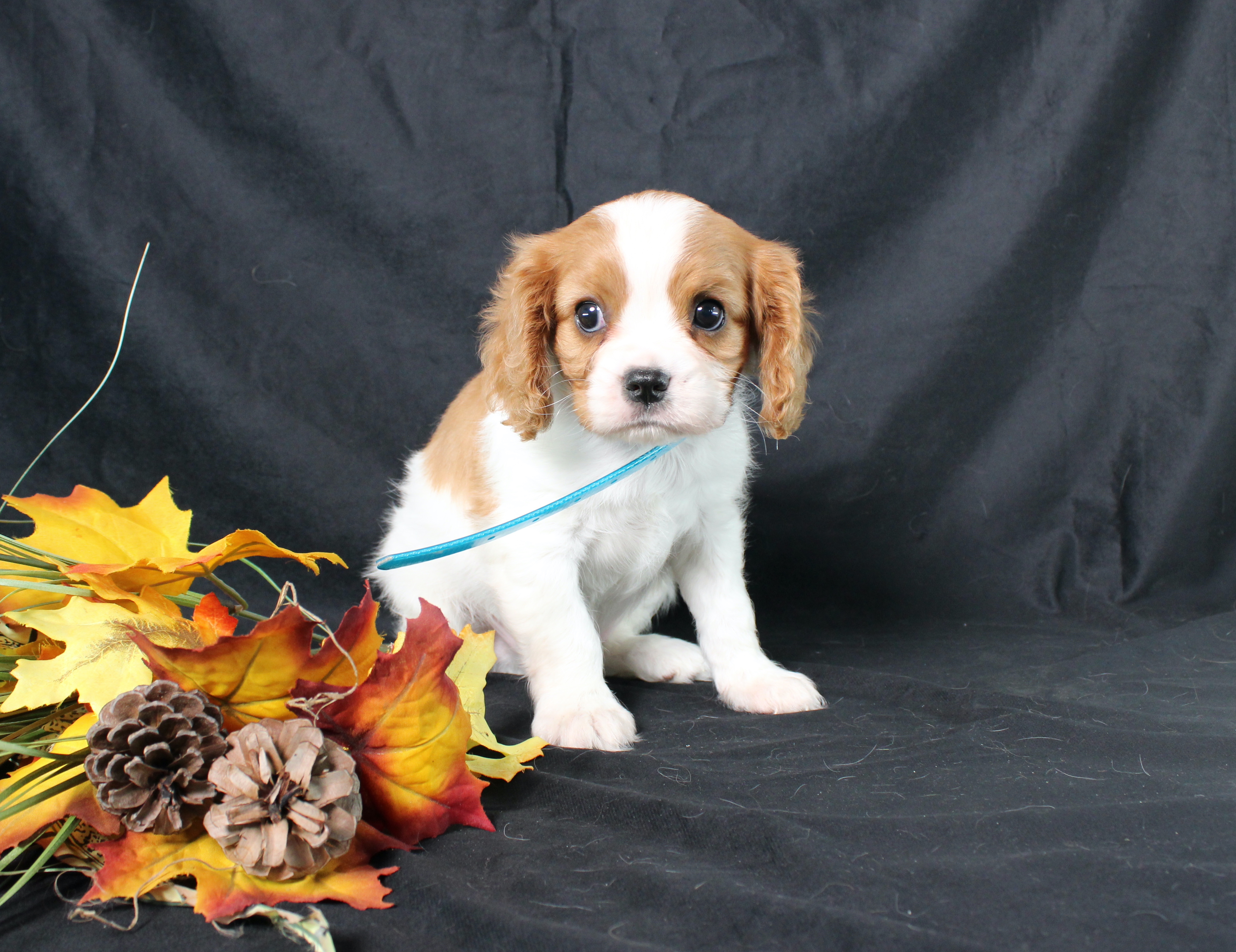 puppy, for, sale, Cavalier King Charles Spaniel, Ivan J. Stoltzfus, dog, breeder, Dornsife, PA, dog-breeder, puppy-for-sale, forsale, nearby, find, puppyfind, locator, puppylocator, aca