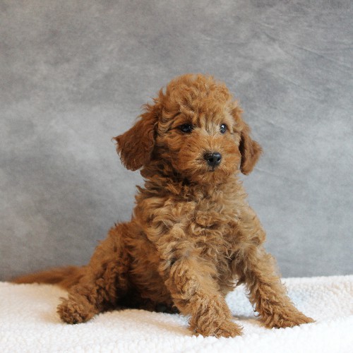 puppy, for, sale, Toy Poodle, Melvin  Fisher, dog, breeder, Coatesville, PA, dog-breeder, puppy-for-sale, forsale, nearby, find, puppyfind, locator, puppylocator, aca