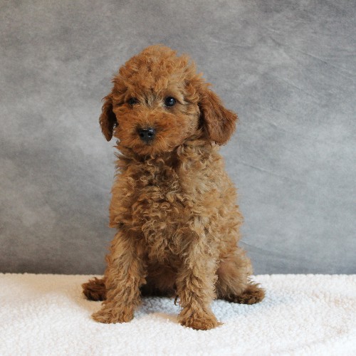 puppy, for, sale, Toy Poodle, Melvin  Fisher, dog, breeder, Coatesville, PA, dog-breeder, puppy-for-sale, forsale, nearby, find, puppyfind, locator, puppylocator, aca