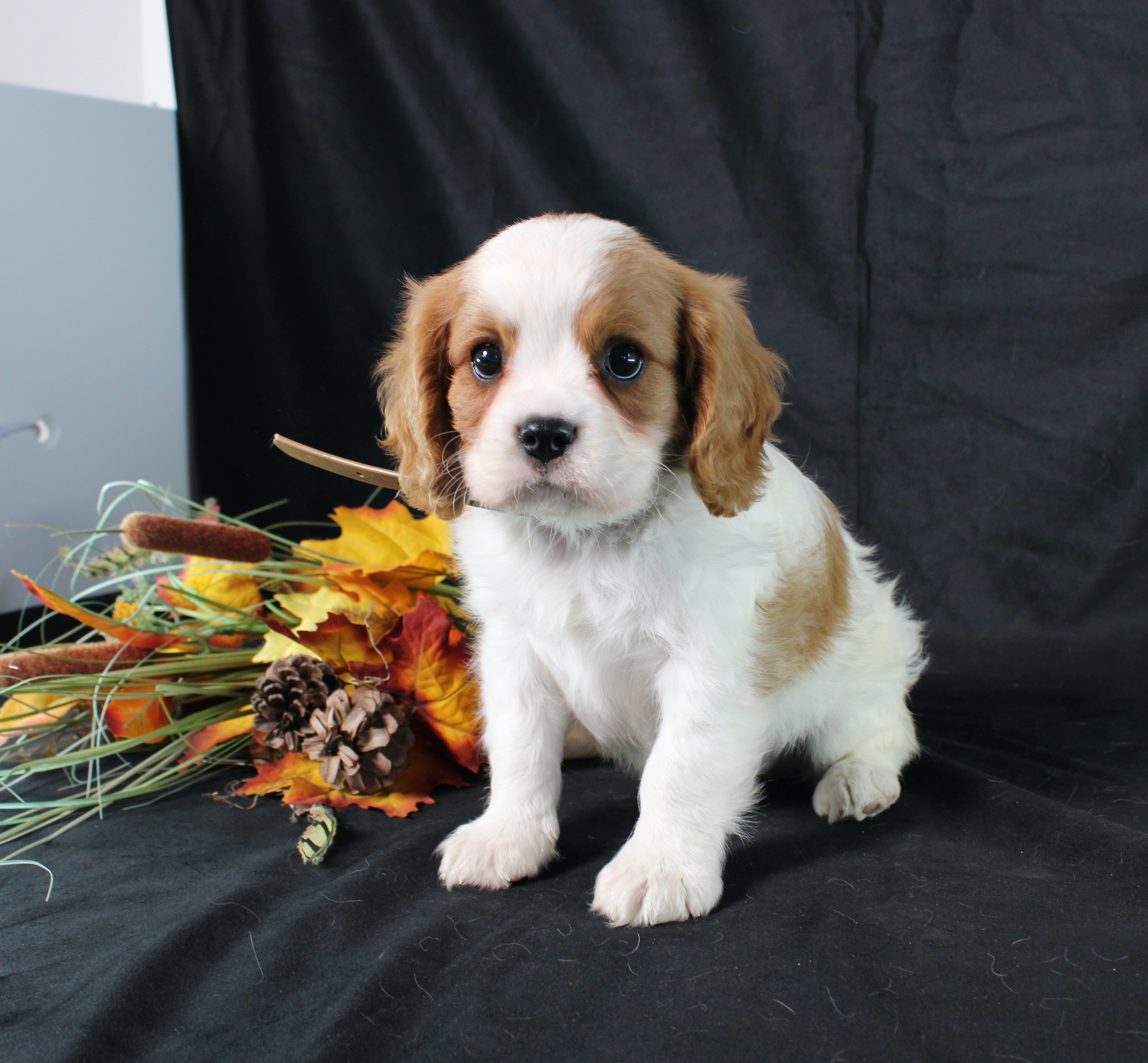 puppy, for, sale, Cavalier King Charles Spaniel, Ivan J. Stoltzfus, dog, breeder, Dornsife, PA, dog-breeder, puppy-for-sale, forsale, nearby, find, puppyfind, locator, puppylocator, aca