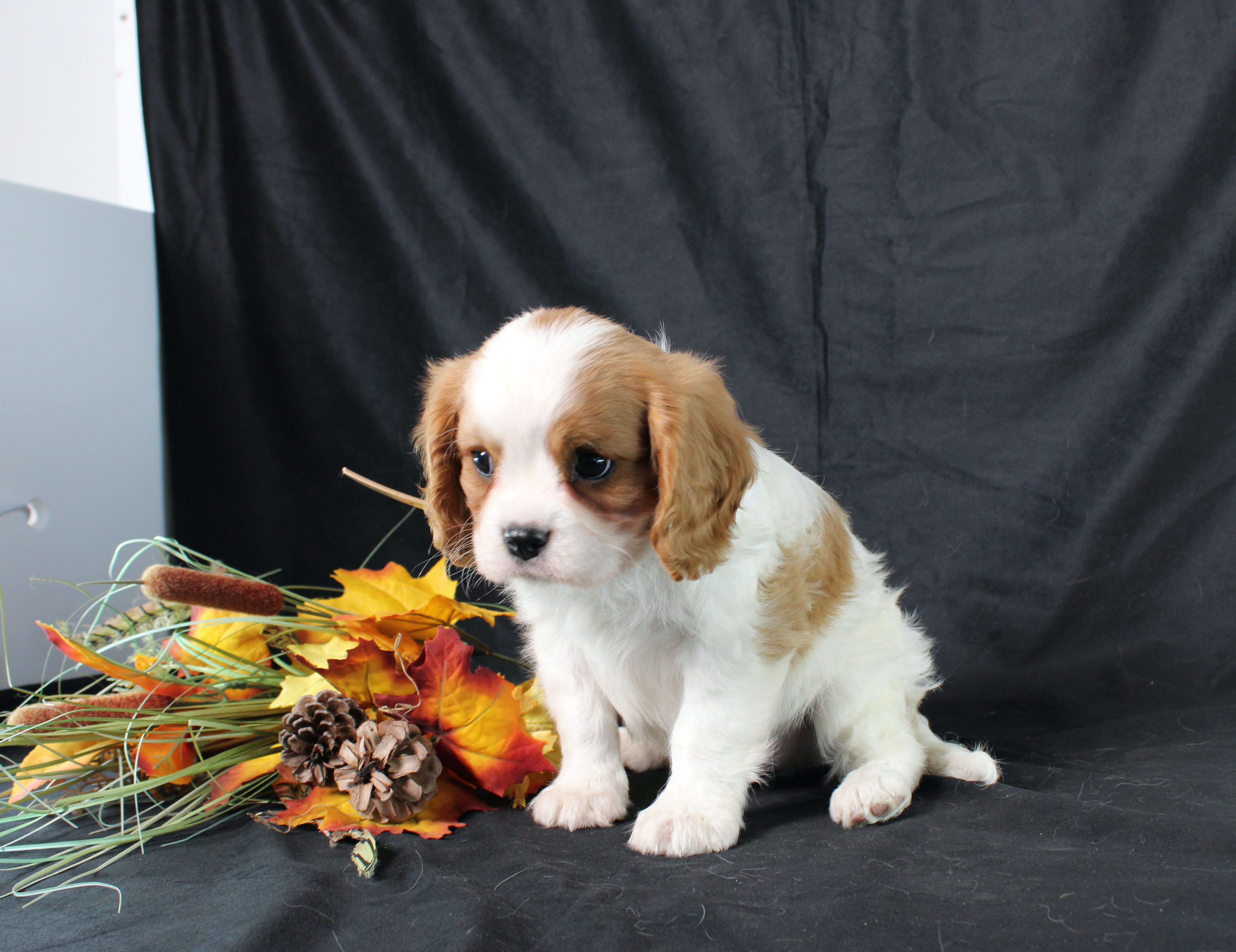 puppy, for, sale, Cavalier King Charles Spaniel, Ivan J. Stoltzfus, dog, breeder, Dornsife, PA, dog-breeder, puppy-for-sale, forsale, nearby, find, puppyfind, locator, puppylocator, aca
