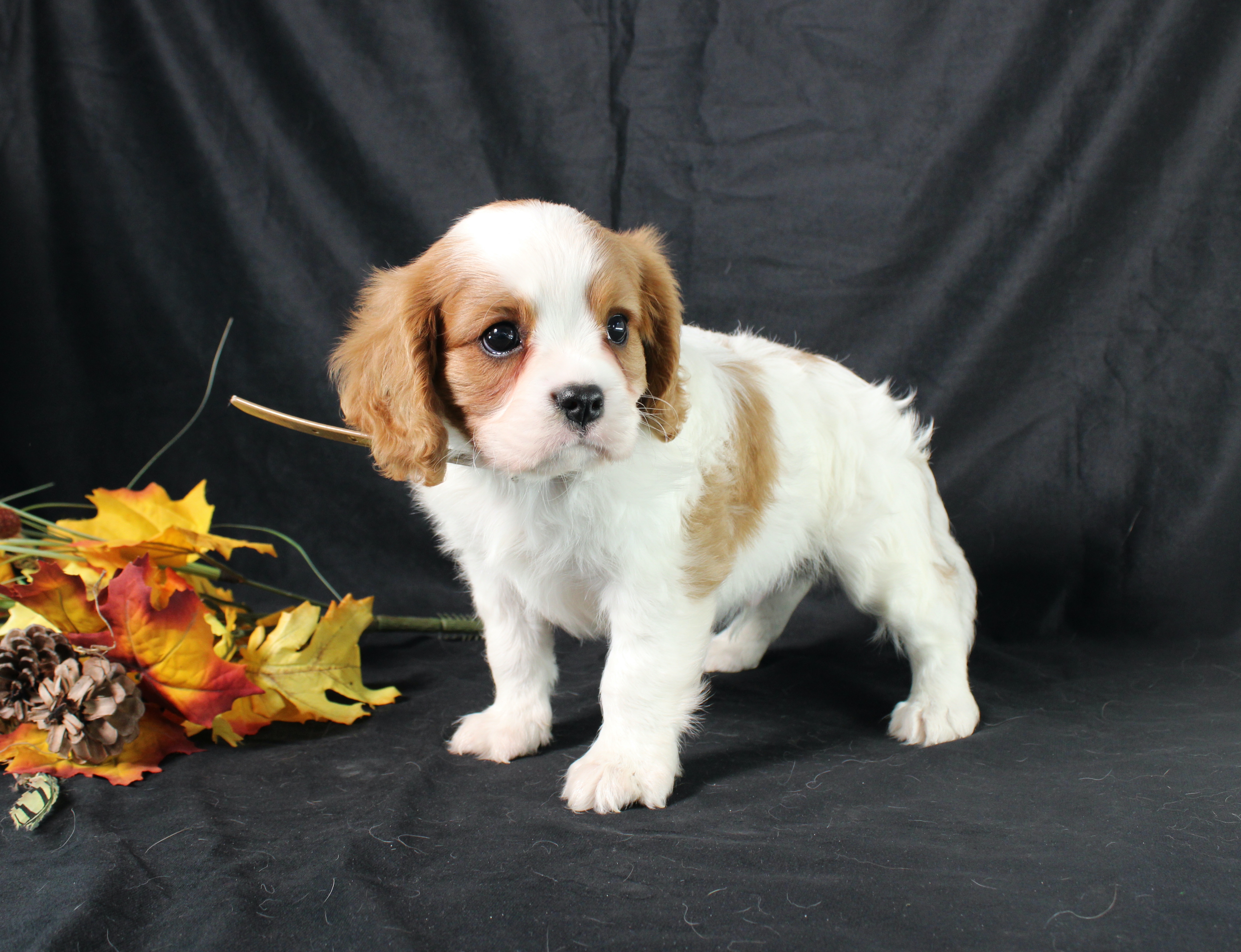 puppy, for, sale, Cavalier King Charles Spaniel, Ivan J. Stoltzfus, dog, breeder, Dornsife, PA, dog-breeder, puppy-for-sale, forsale, nearby, find, puppyfind, locator, puppylocator, aca