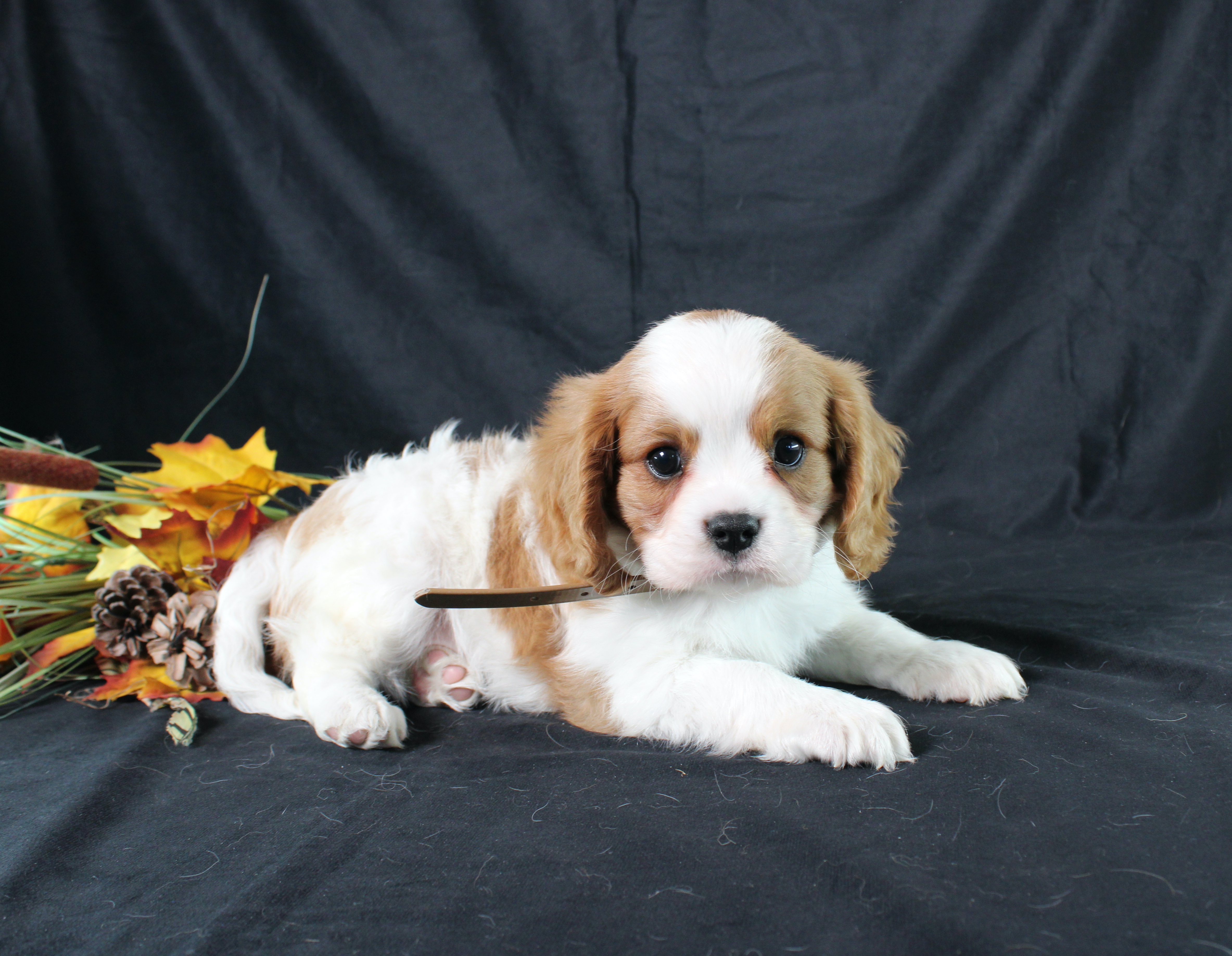 puppy, for, sale, Cavalier King Charles Spaniel, Ivan J. Stoltzfus, dog, breeder, Dornsife, PA, dog-breeder, puppy-for-sale, forsale, nearby, find, puppyfind, locator, puppylocator, aca
