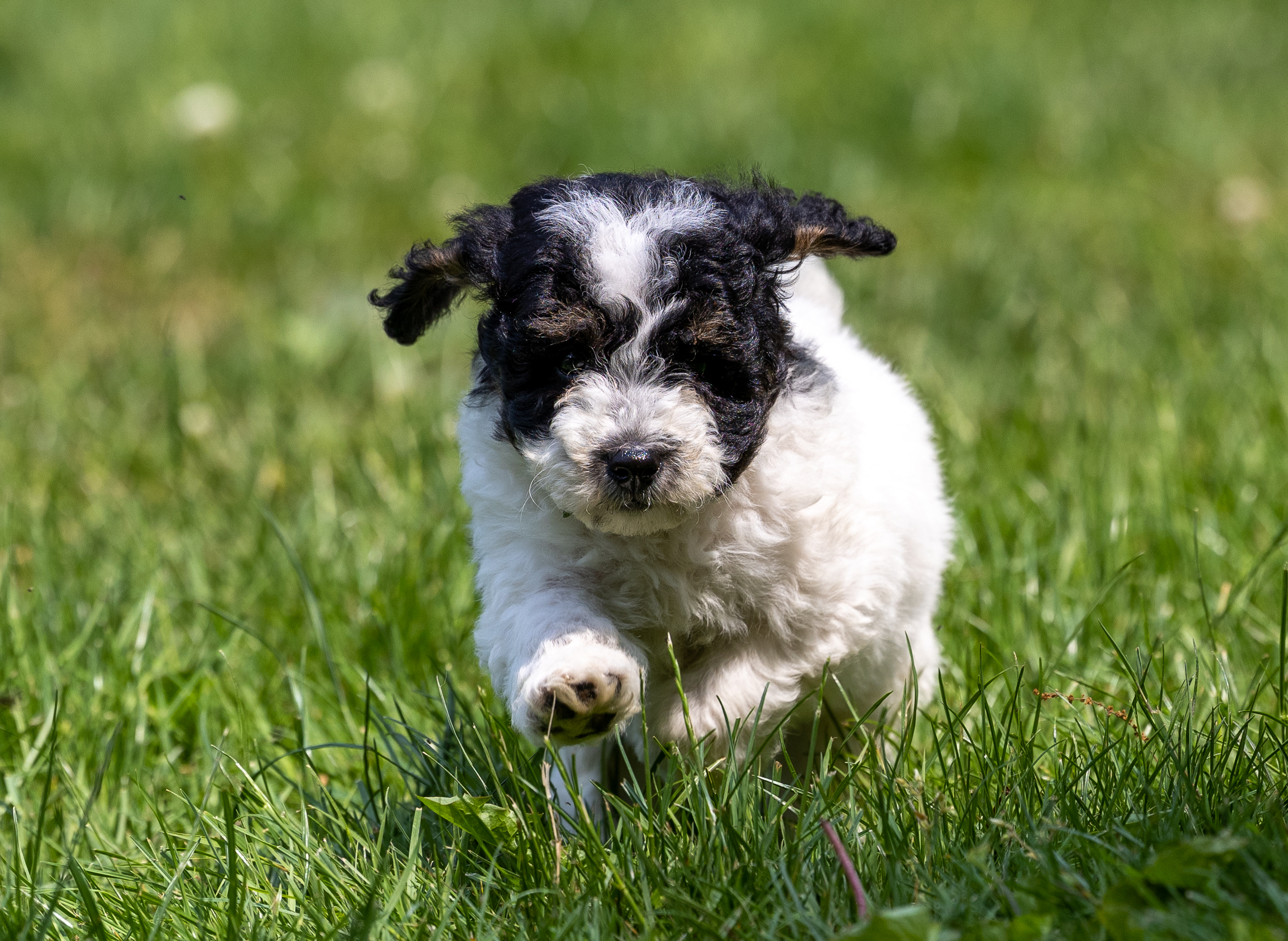 puppy, for, sale, Miniature Poodle, Steven  Fisher, dog, breeder, Morgantown, PA, dog-breeder, puppy-for-sale, forsale, nearby, find, puppyfind, locator, puppylocator, aca