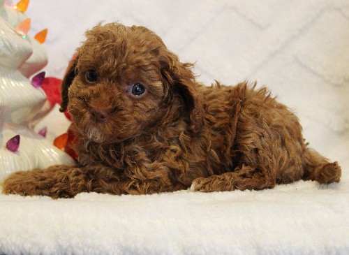 puppy, for, sale, Toy Poodle, Melvin  Fisher, dog, breeder, Coatesville, PA, dog-breeder, puppy-for-sale, forsale, nearby, find, puppyfind, locator, puppylocator, aca