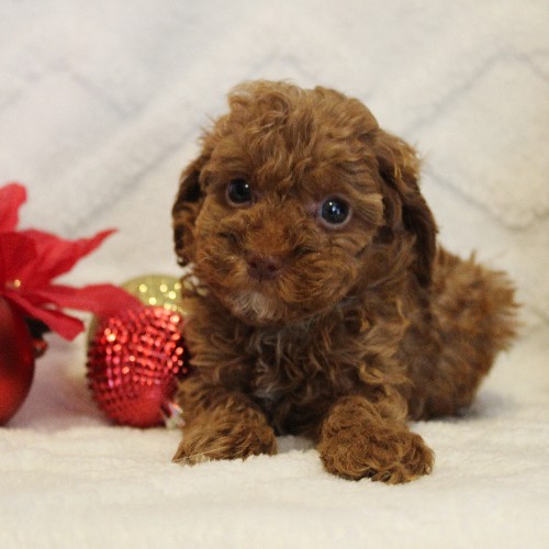 puppy, for, sale, Toy Poodle, Melvin  Fisher, dog, breeder, Coatesville, PA, dog-breeder, puppy-for-sale, forsale, nearby, find, puppyfind, locator, puppylocator, aca